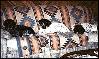 Puppies